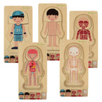Puzzle drewniane warstwowe budowa ciała montessori chłopiec